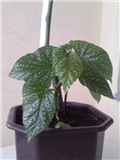 begonia